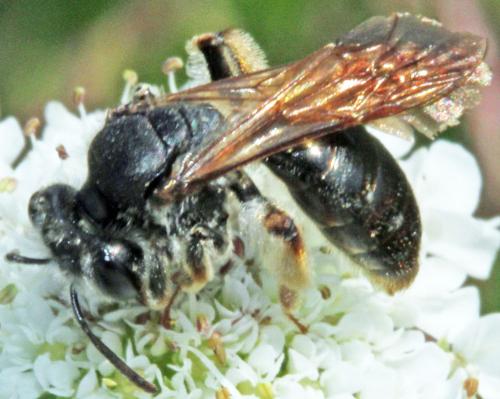 Andrena sp.